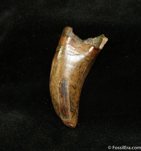 Spectacular Inch Nanotyrannus Tooth (or T-Rex) #716